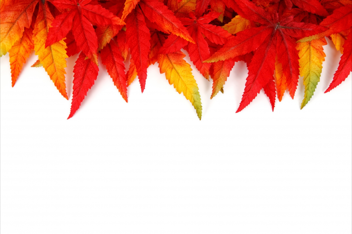 Autumn red leaves leaves 5K background map