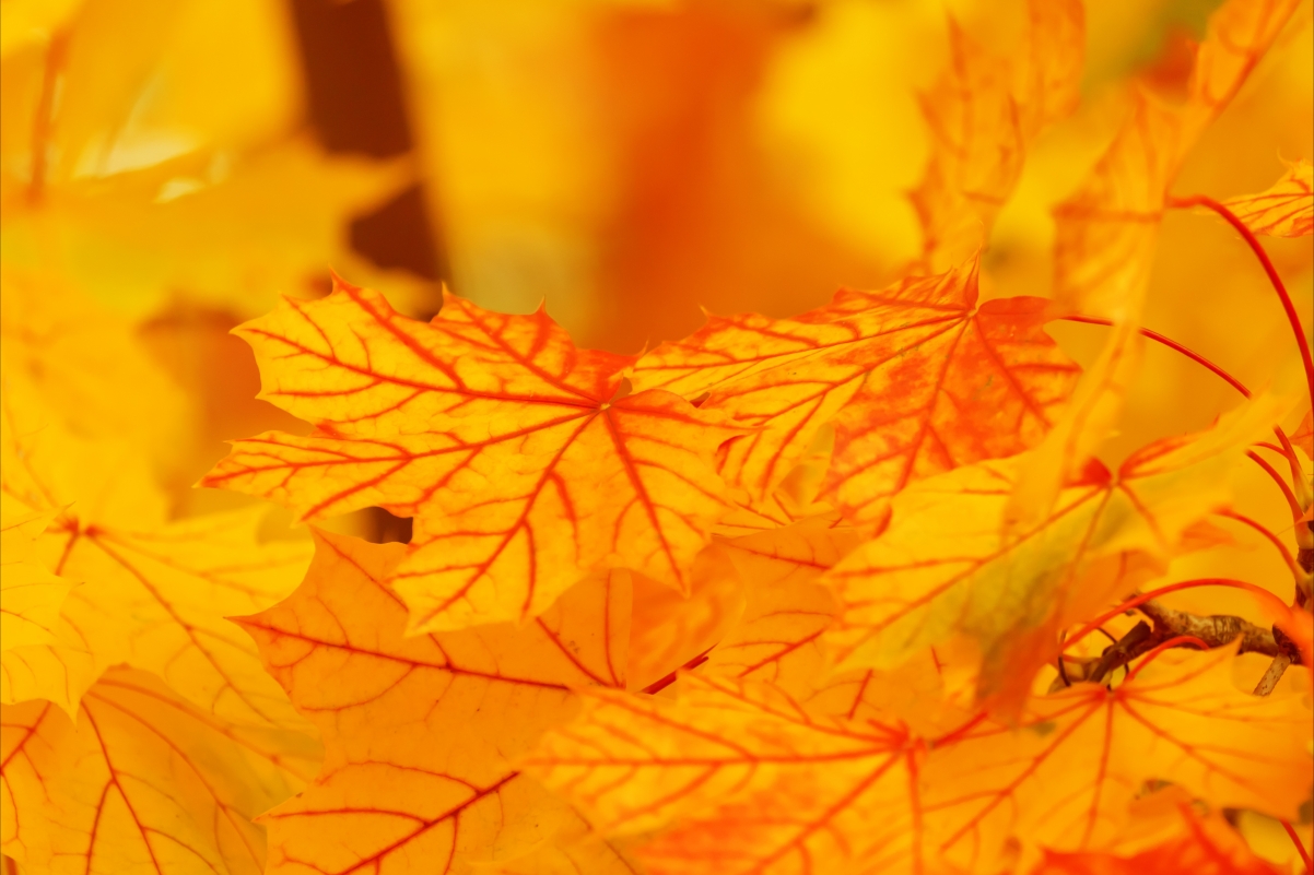 Fall background with autumn colors and leaves