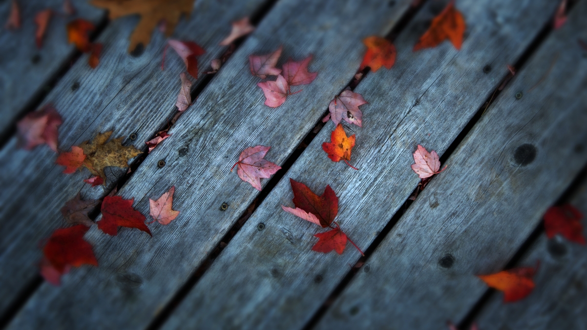 Autumn Maple Leaf 4K Wallpaper