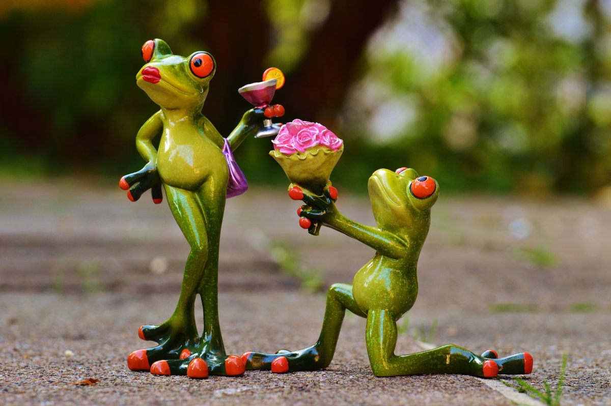 Please forgive the rose courtship frog