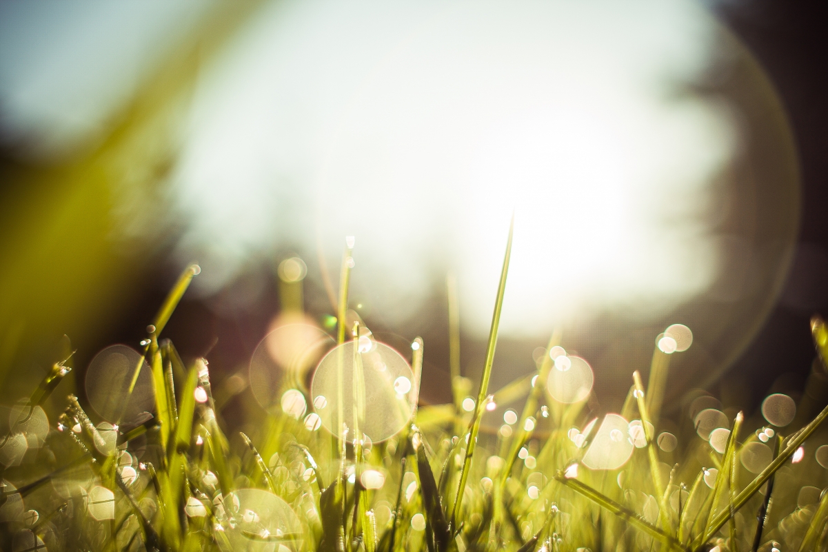 Morning dew grass 4k picture