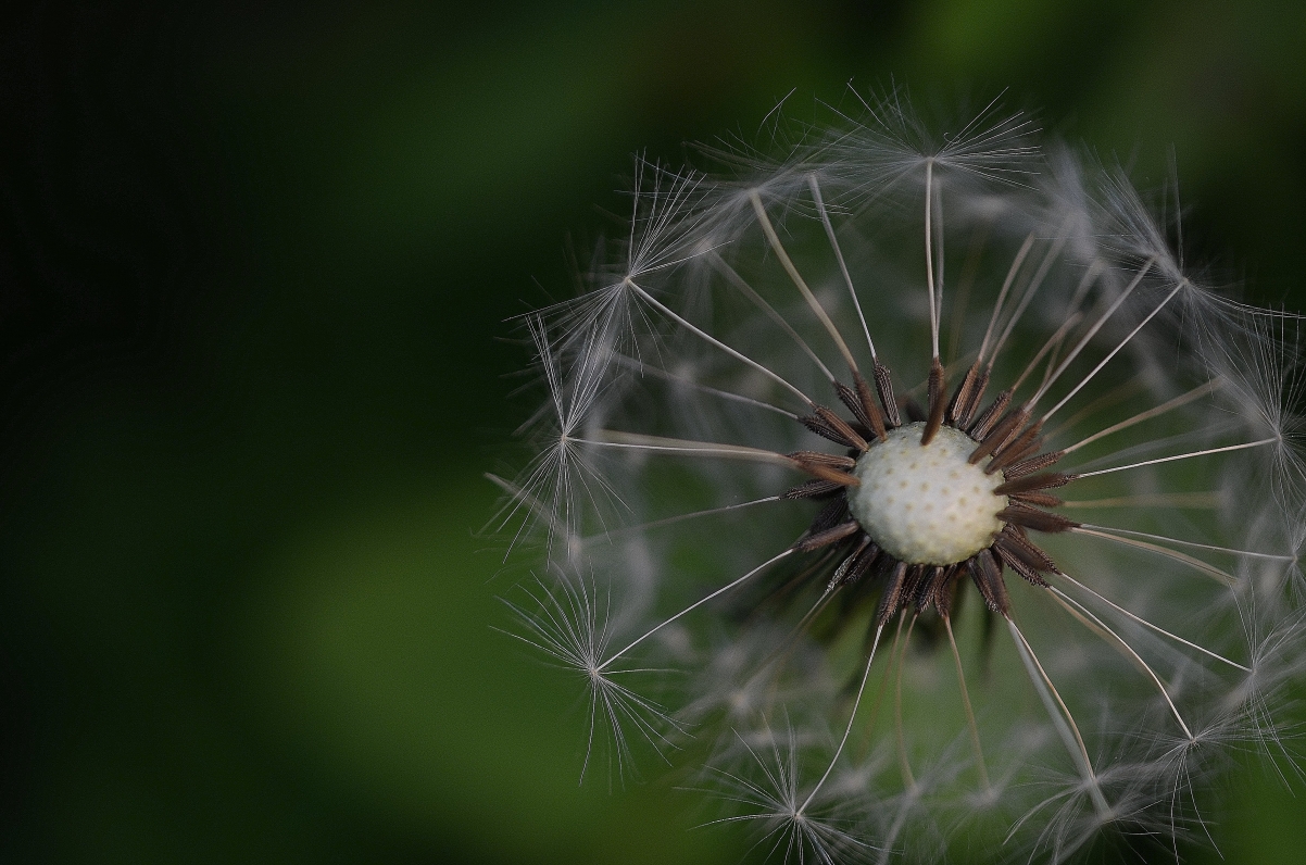 Dandelion 4k picture wallpaper
