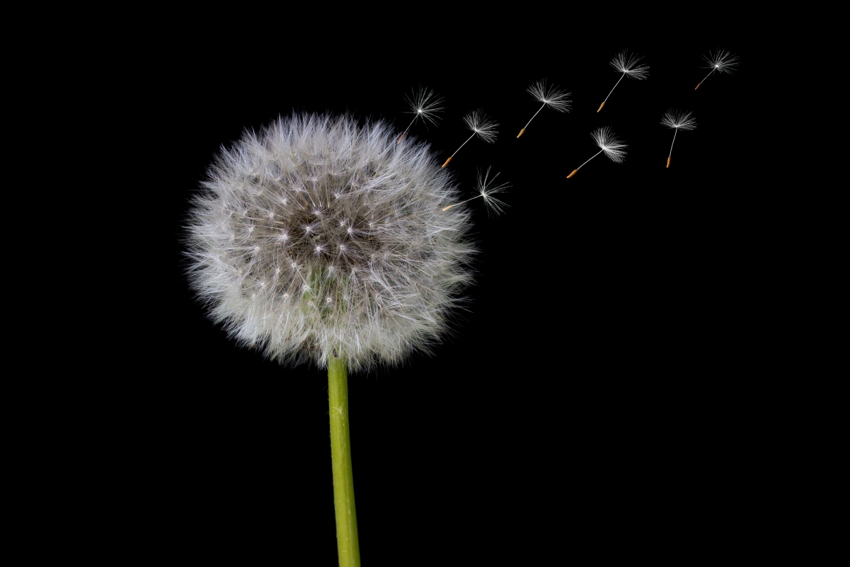 Dandelion seeds
