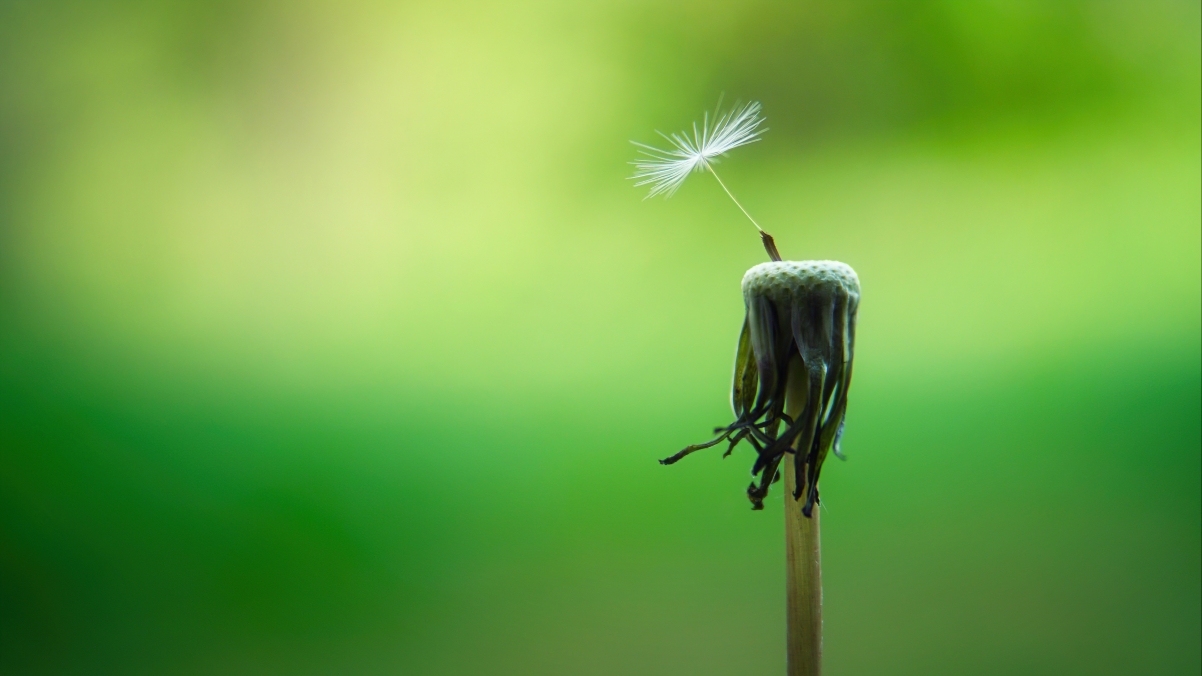 Dandelion seeds flying in spring