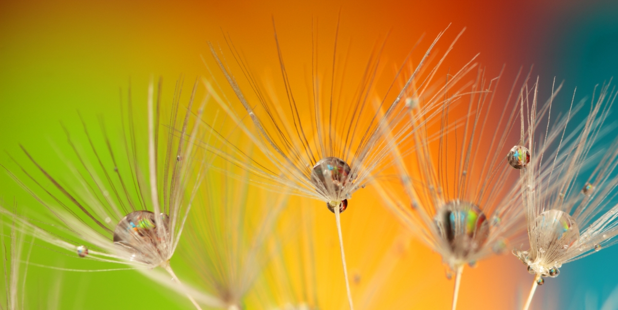 Dandelion green blue yellow