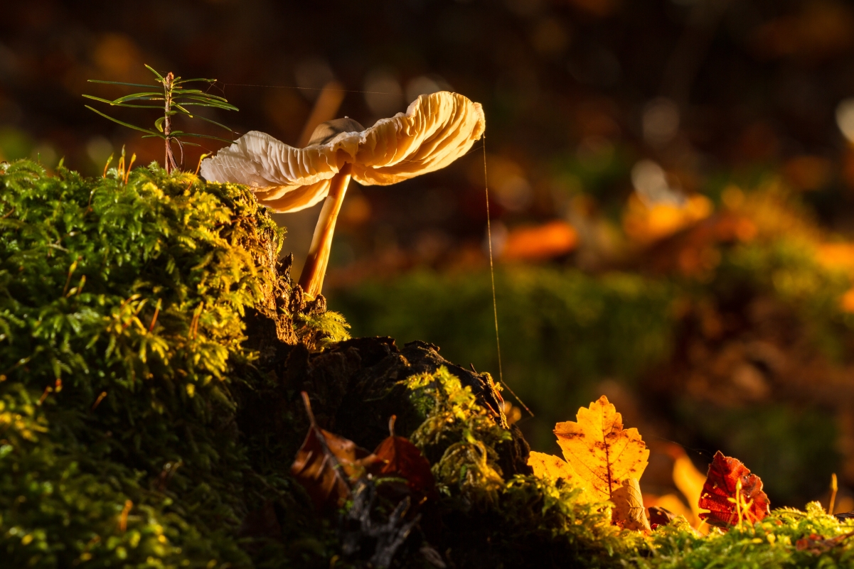 Mushroom Moss Tree Fungus 4k Picture