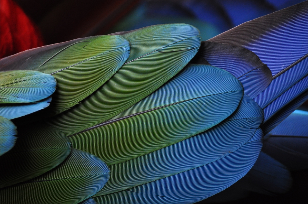 Beautiful texture feather 4K wallpaper