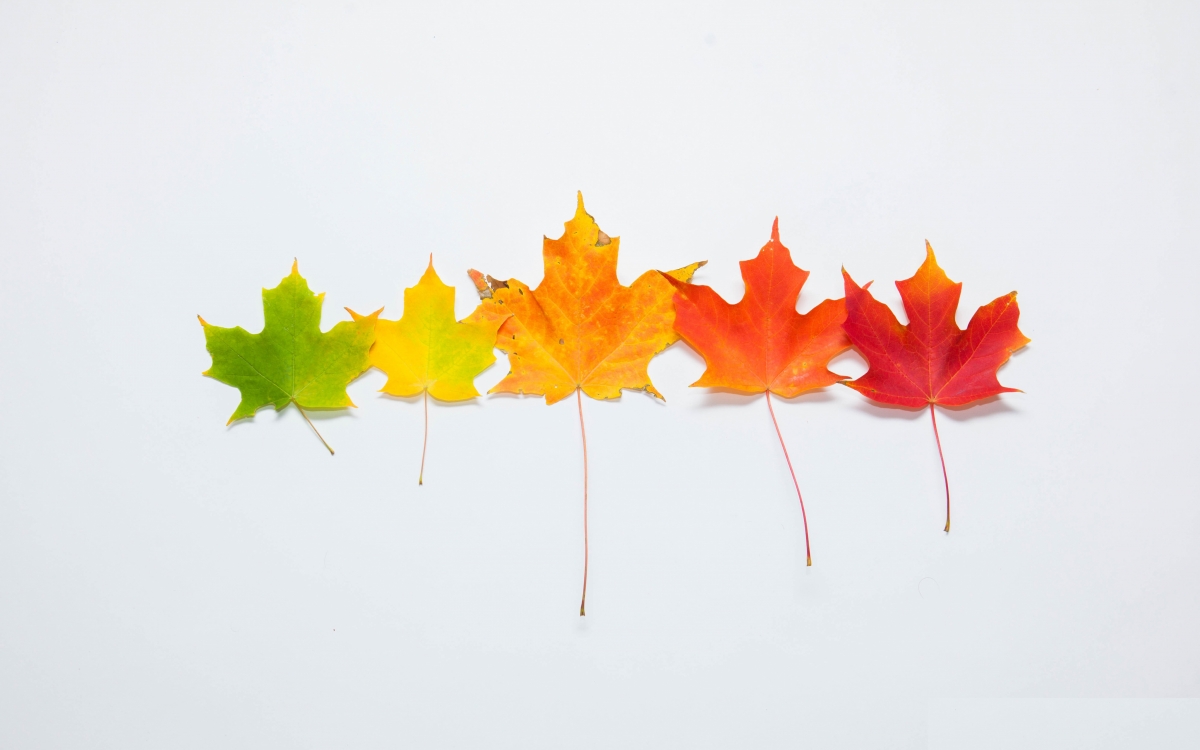 Beautiful Maple Leaf 4k HD Wallpaper
