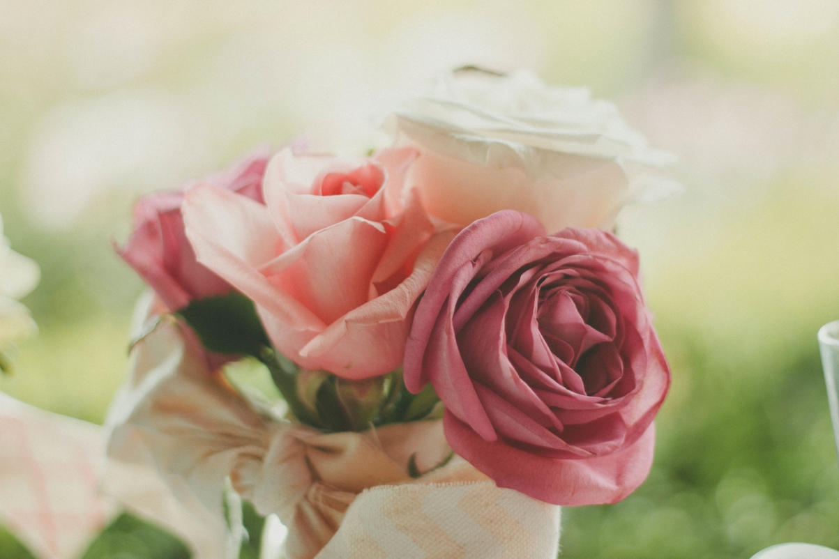 Rose photography pictures