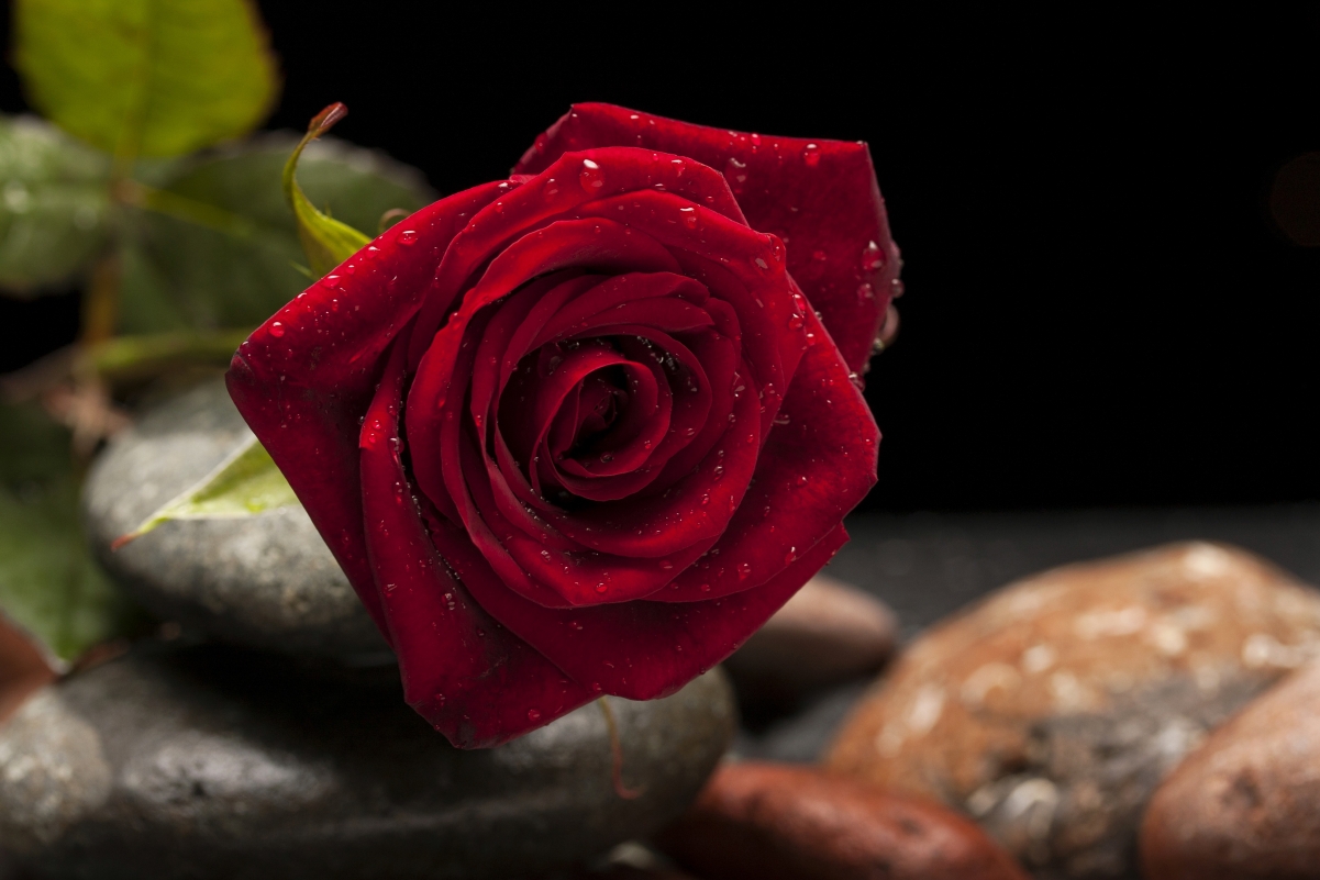 Rose garden beautiful 4K red roses
