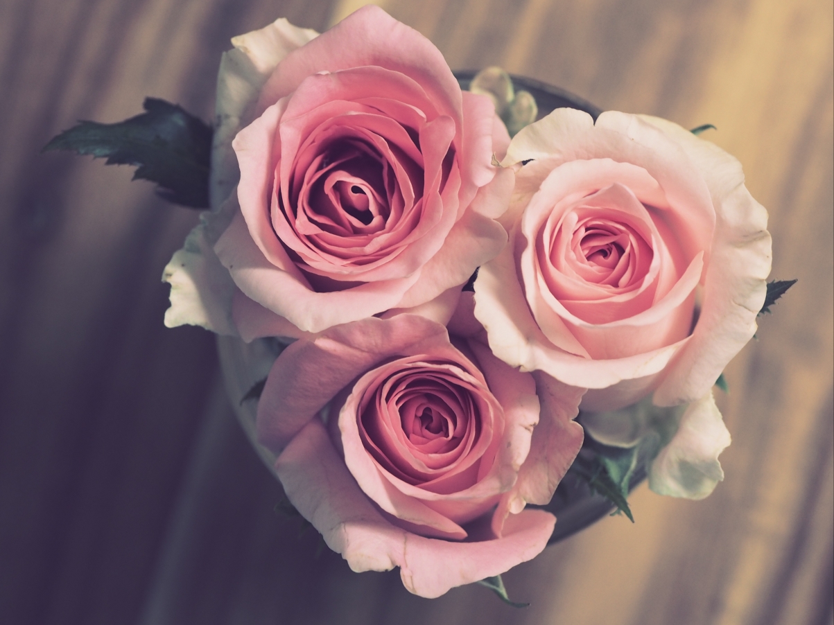 Rose petals love bouquet waves