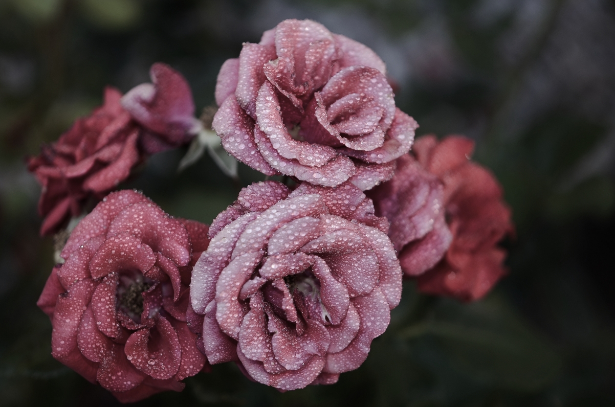 Rose flower pink nature water droplets