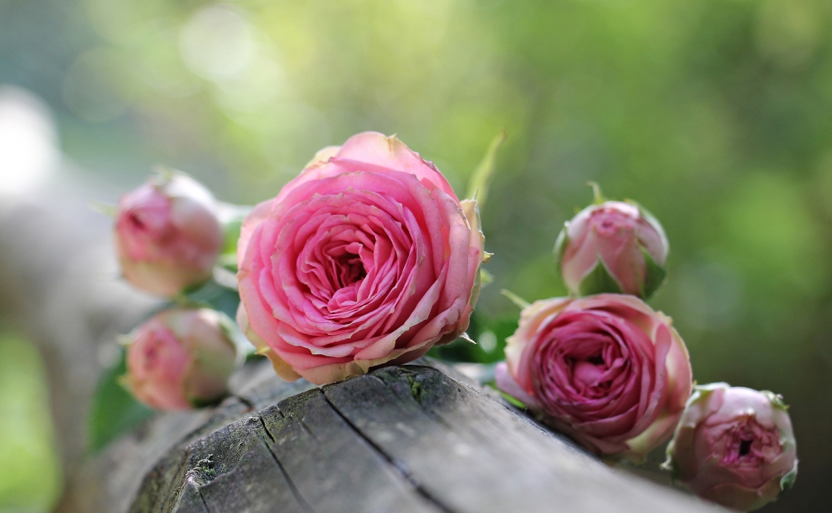 Rose pink rose flowers