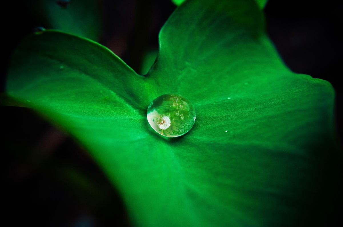 Water drops on green leaves 4K wallpaper