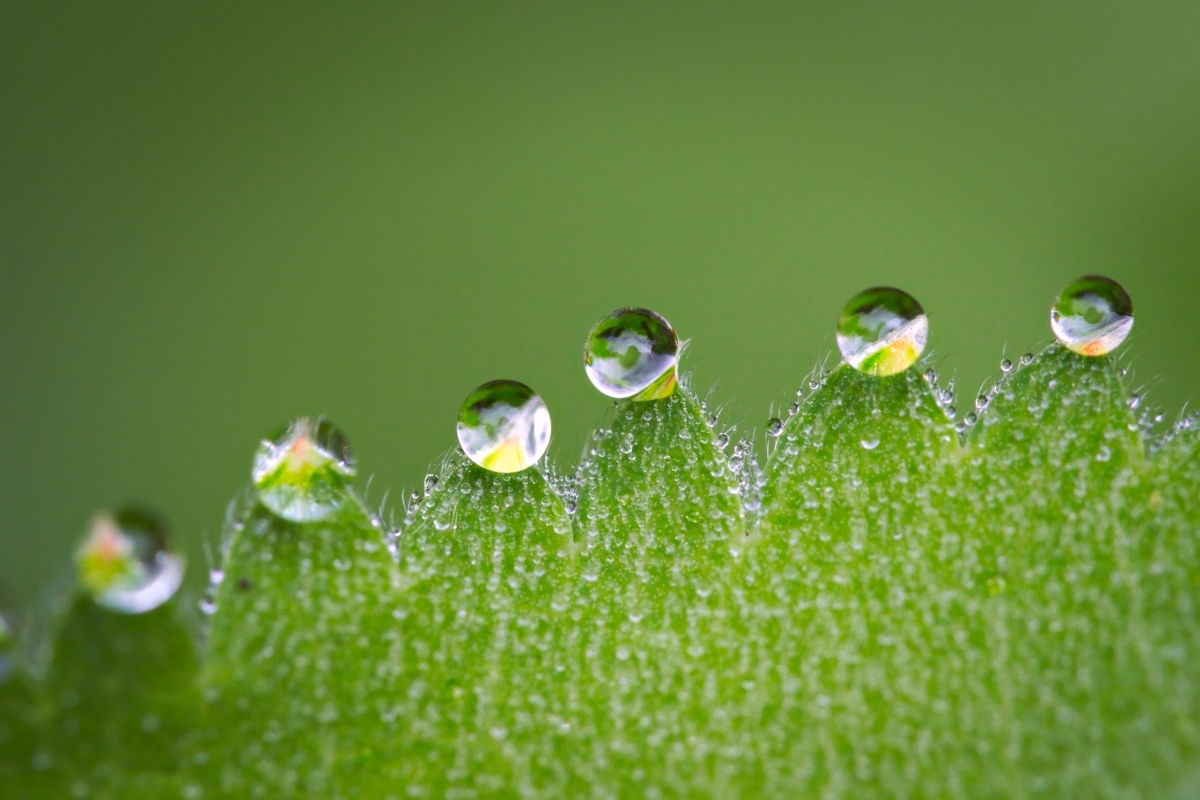 Green leaf water drop photography eye care