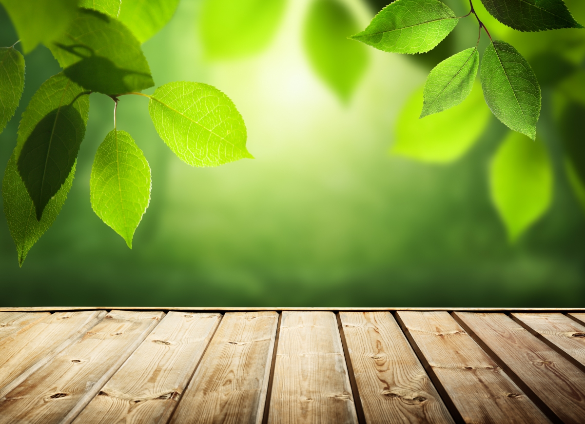 Green leaf branch wood floor natural