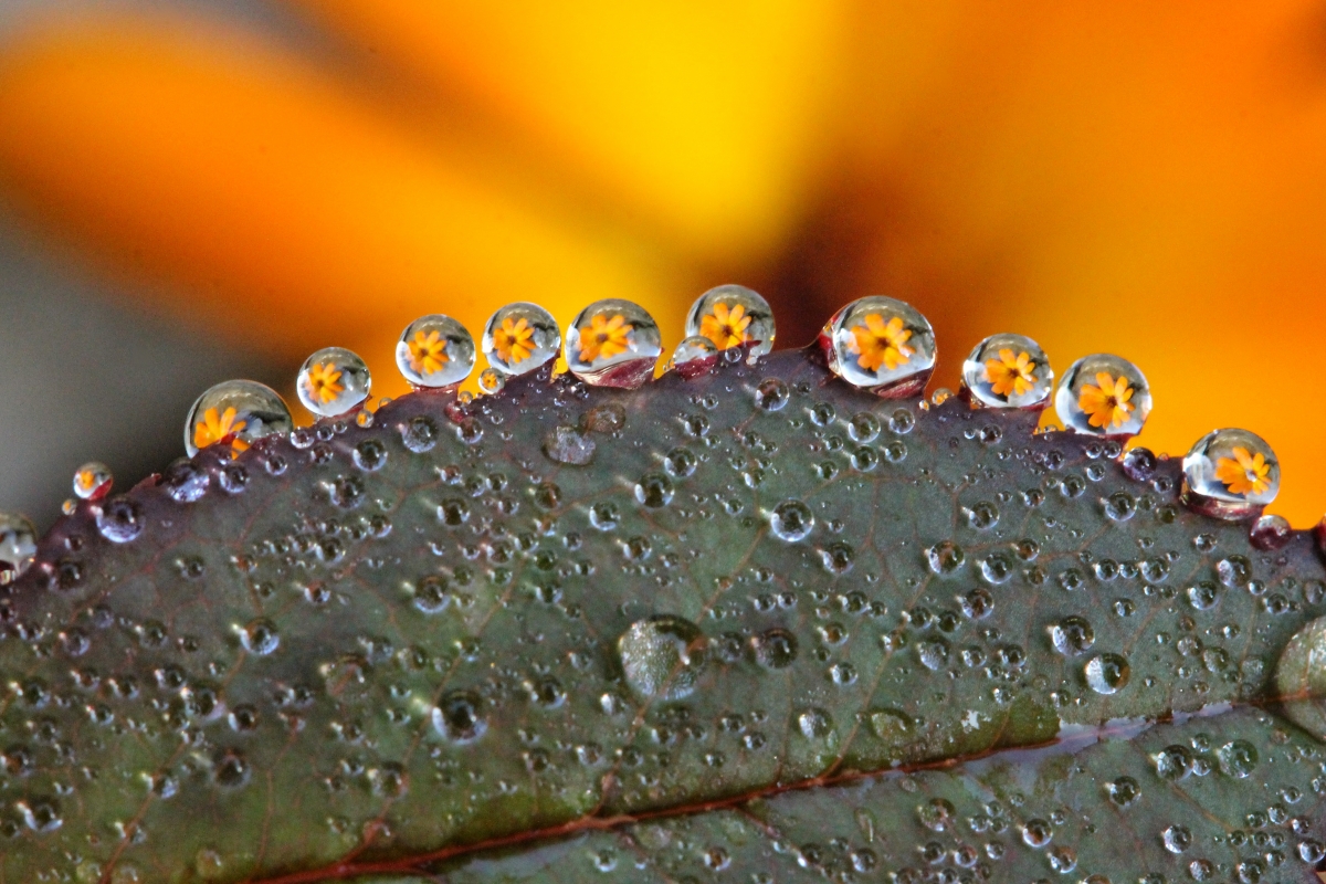 Dewdrop leaf yellow flower plant