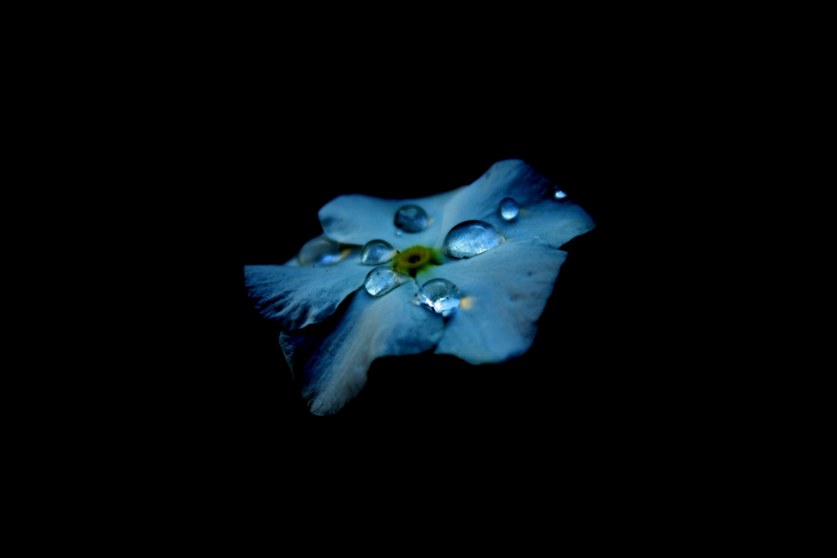 Blue petals water drops dew drops on black