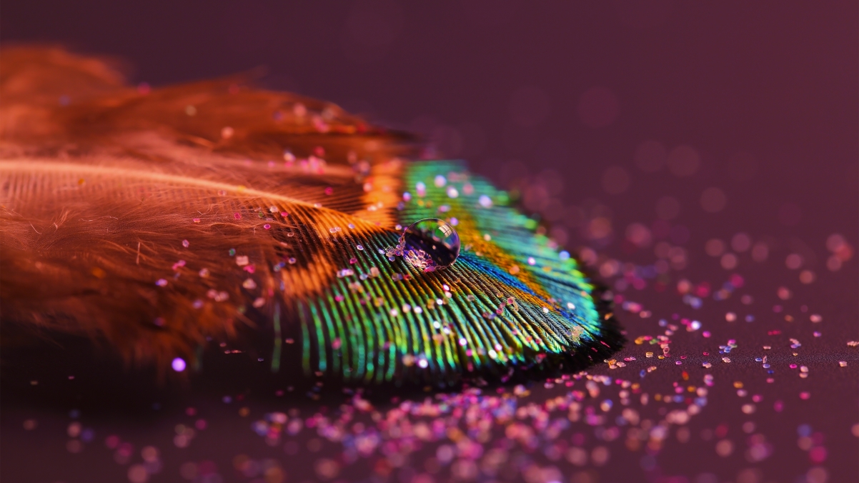 Peacock Feather Water Drop 4K Wallpaper