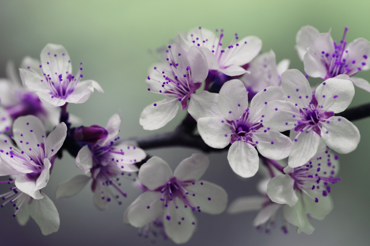 Blooming petals natural flowers blooming