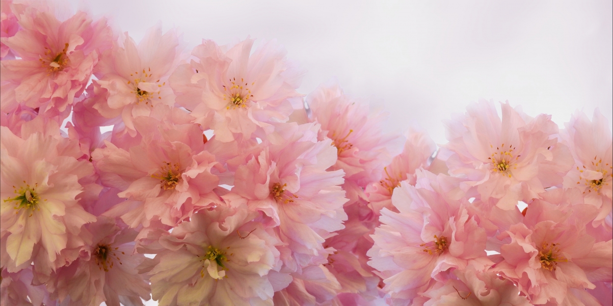 Healthy and beautiful flowers 6k background pictures