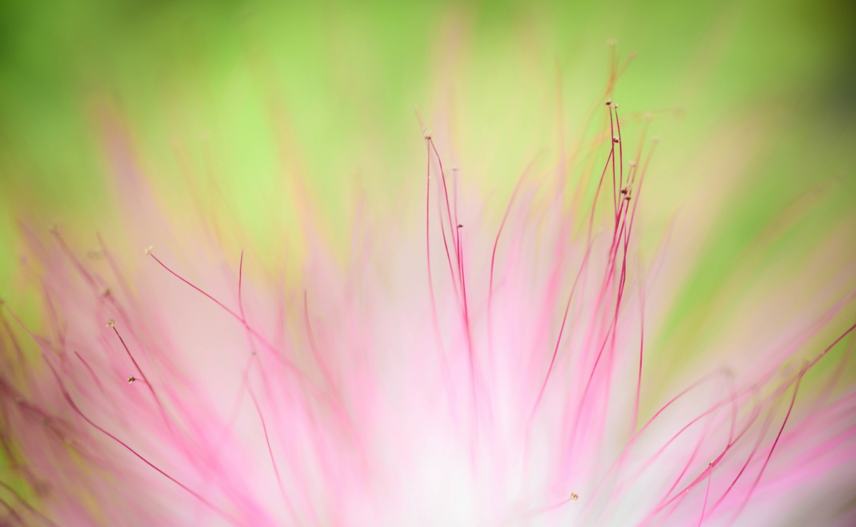 Flower macro photography 4k wallpaper