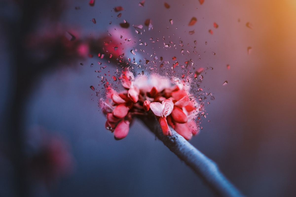 Flower nirvana 4k background image