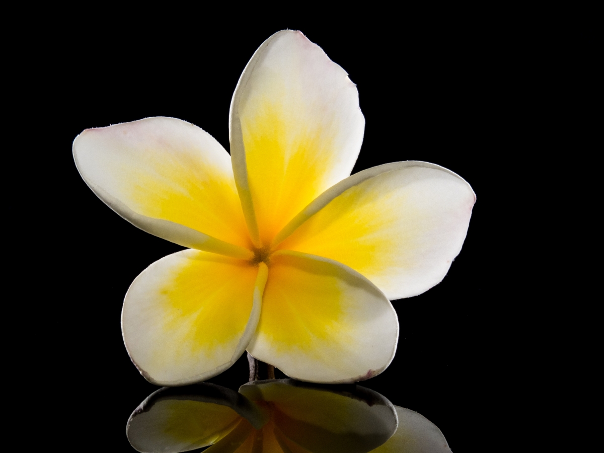 Flower white yellow frangipani 4k picture