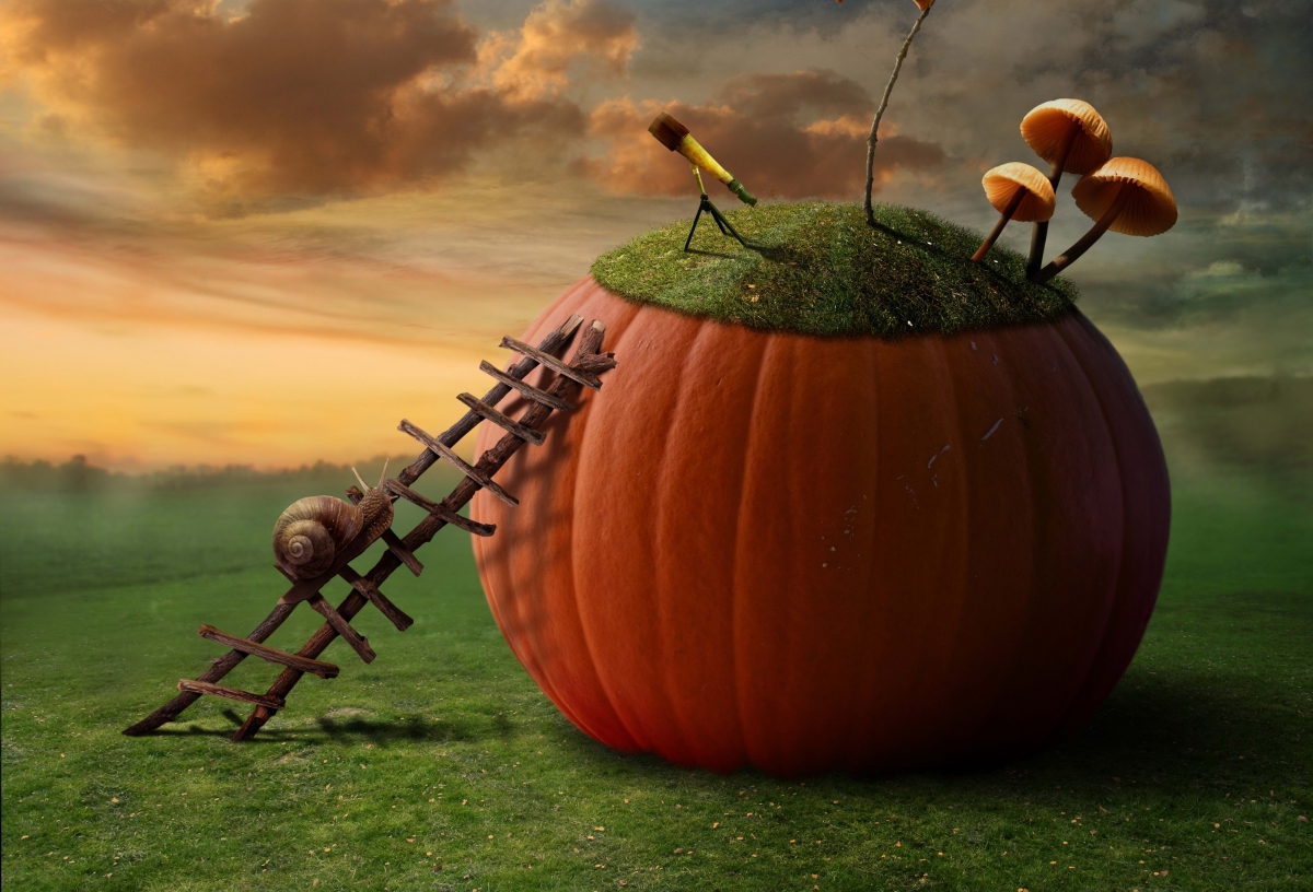 Gourd ladder pumpkin snail mushroom