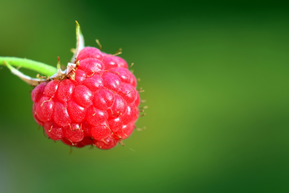 Red raspberry fruit is healthy and delicious