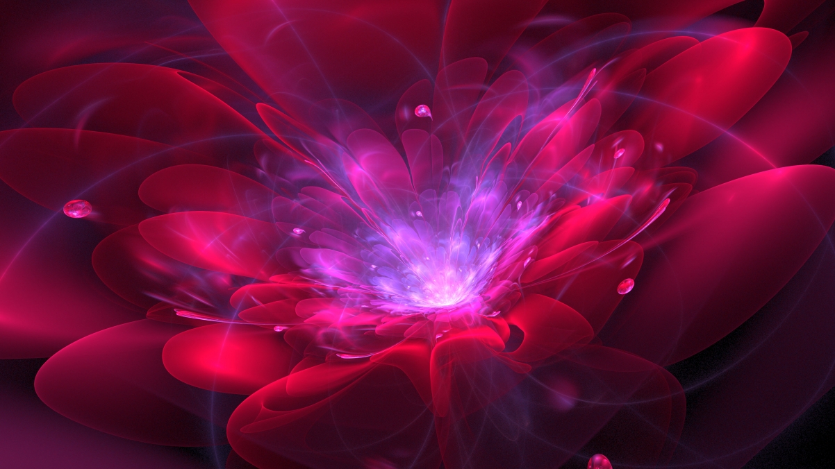 Red flower boogie blossom4k