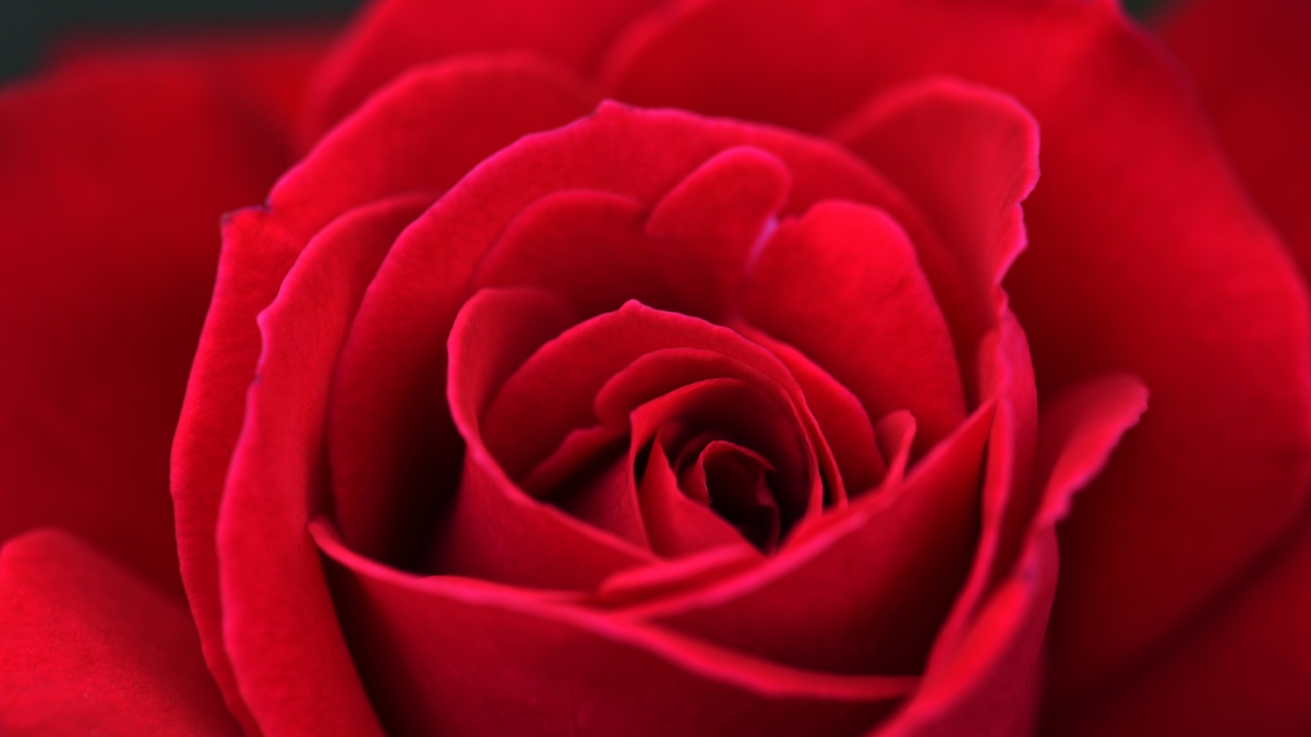 Red rose 4k wallpaper