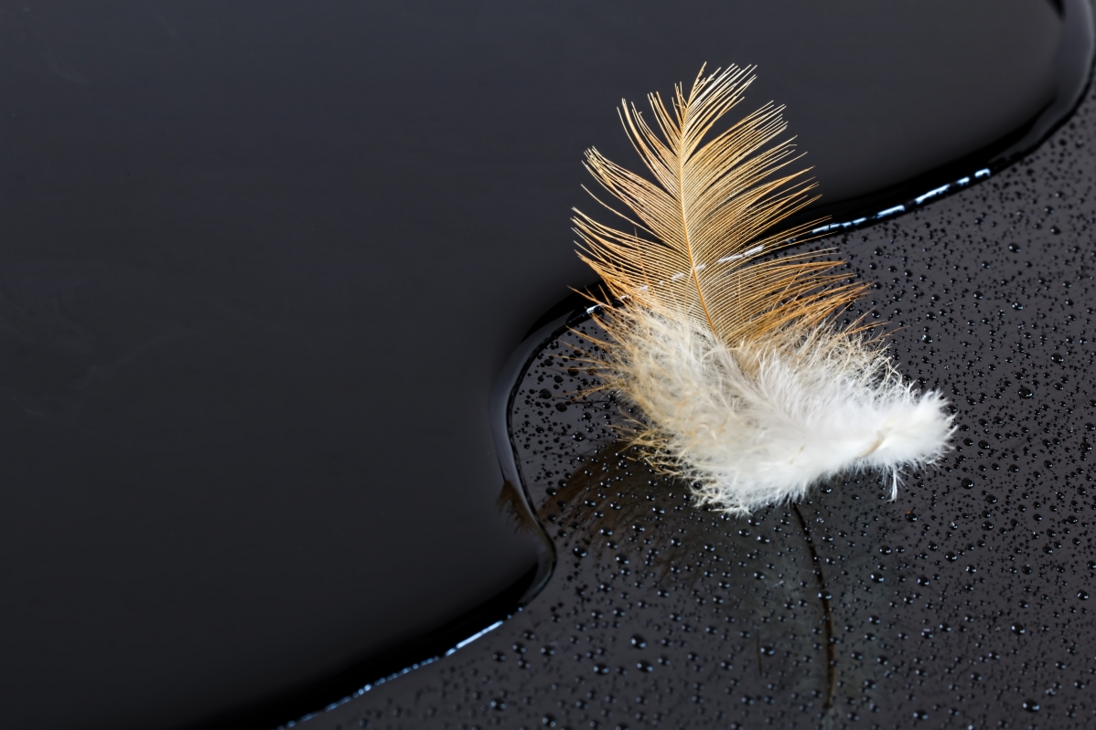 Black background with feathers 5K pictures