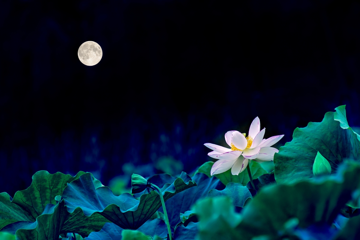 Lotus Pond Moonlight 4K HD Wallpaper