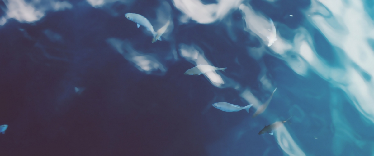 Ocean fish aesthetic art design 3440