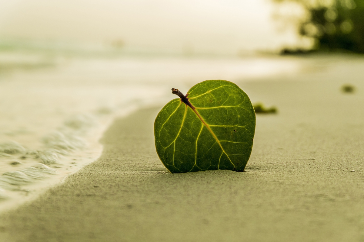 Natural summer green leaf on the beach
