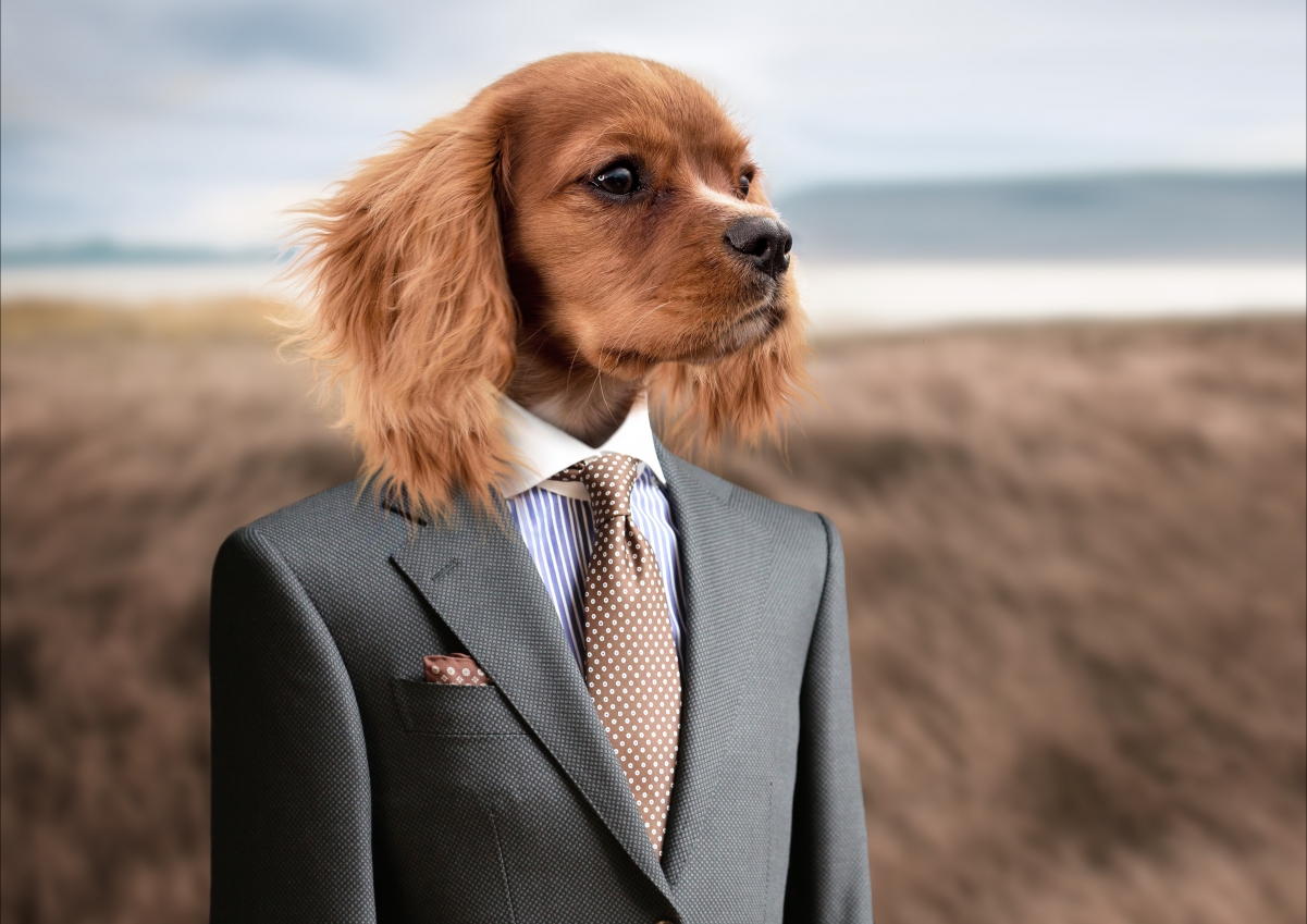 Dog puppy young dog cute