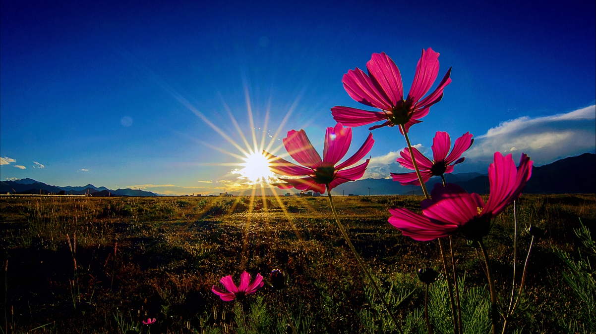 Gesang Flowers 4k Wallpaper