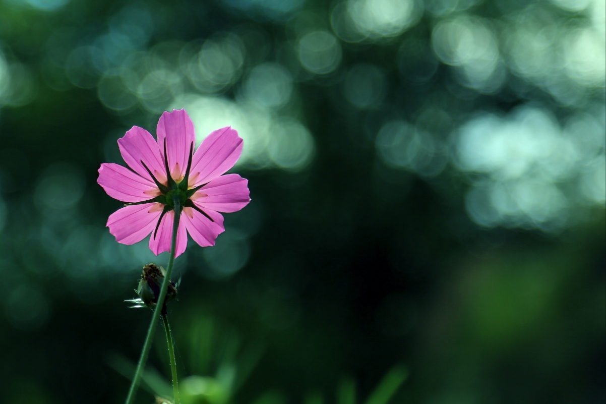 Gesang Flower 4k Wallpaper