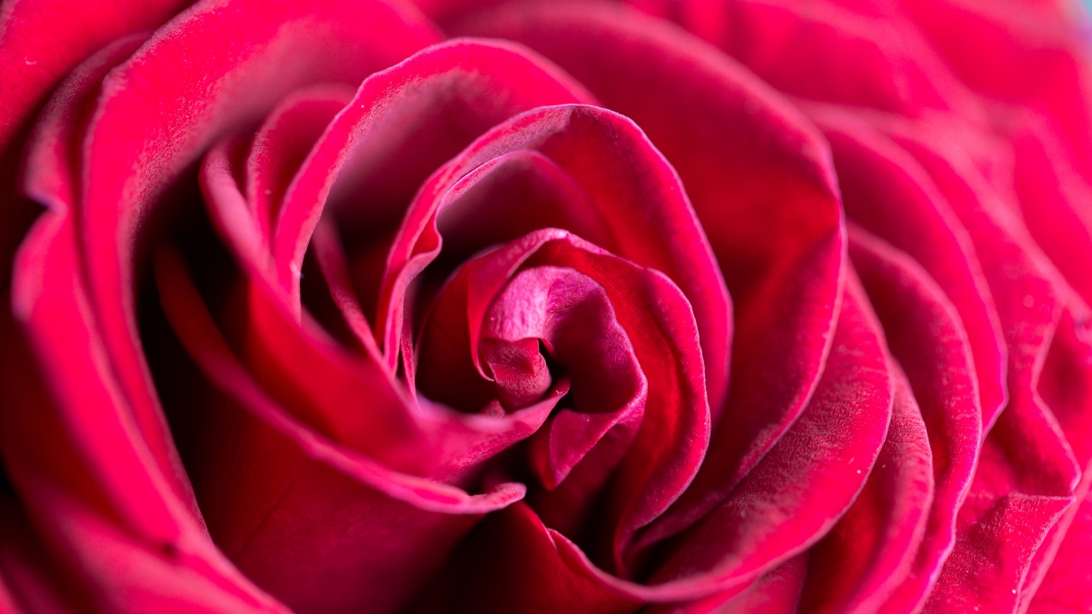 HD rose close-up 4K wallpaper #38