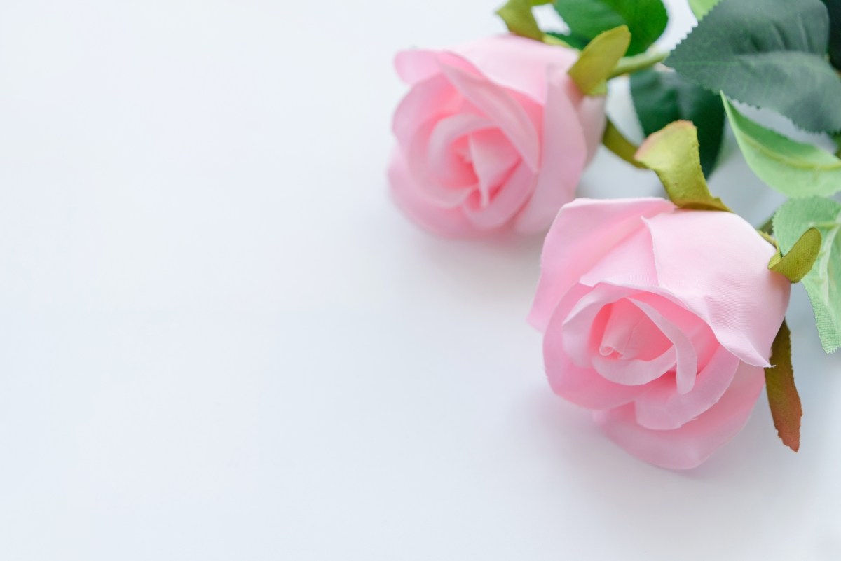 Pink roses 4K background picture