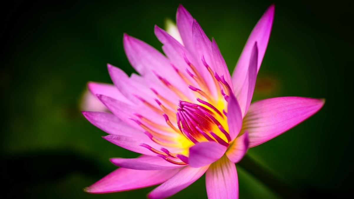 Pink water lily 4k wallpaper