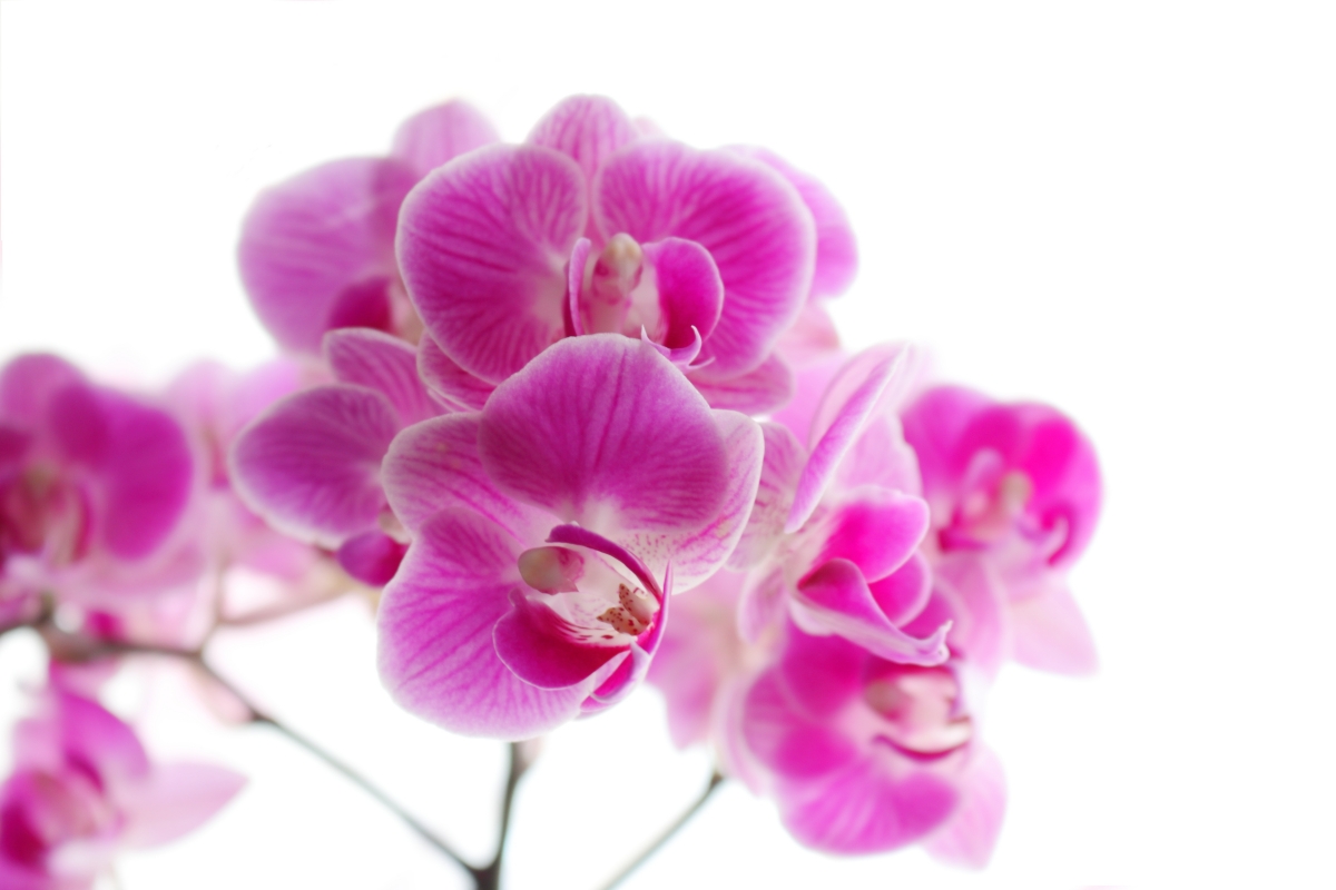 Pink flowers 6k pictures