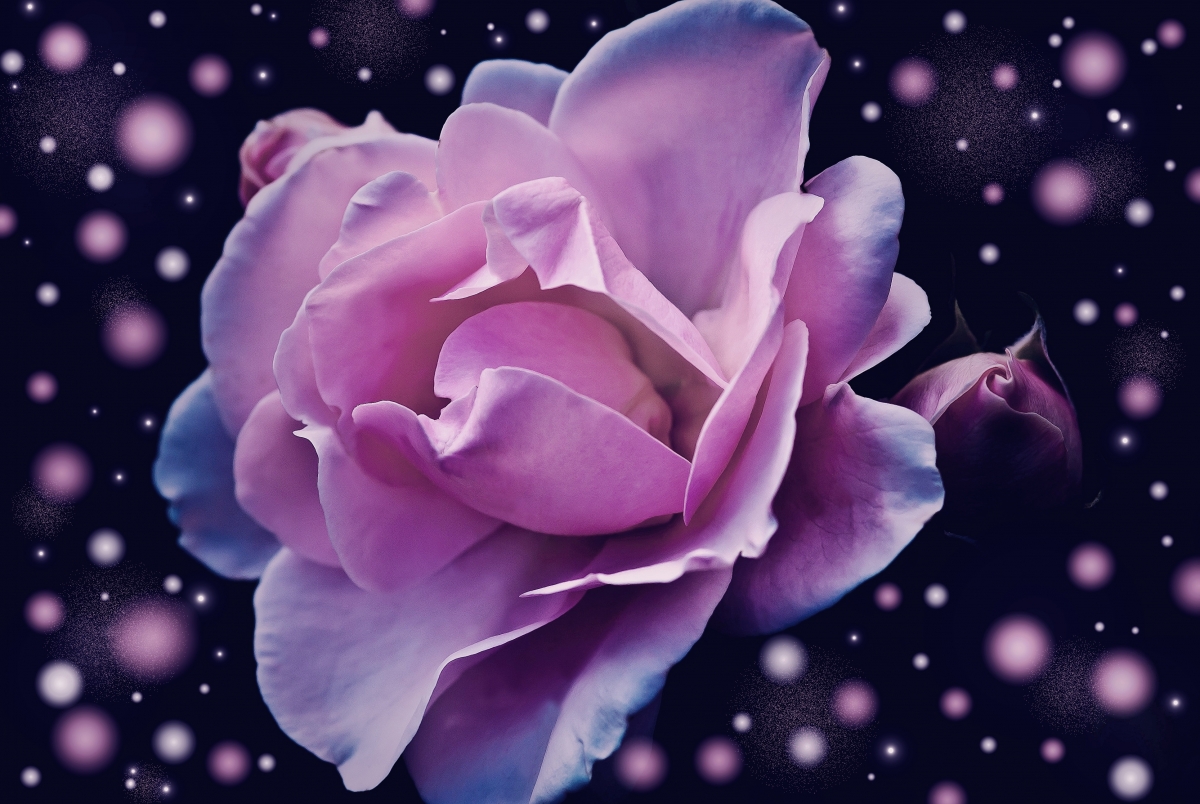 Pink rose, fantasy, fantasy