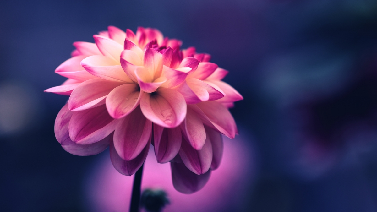 Pink petal flower bud 4k background map