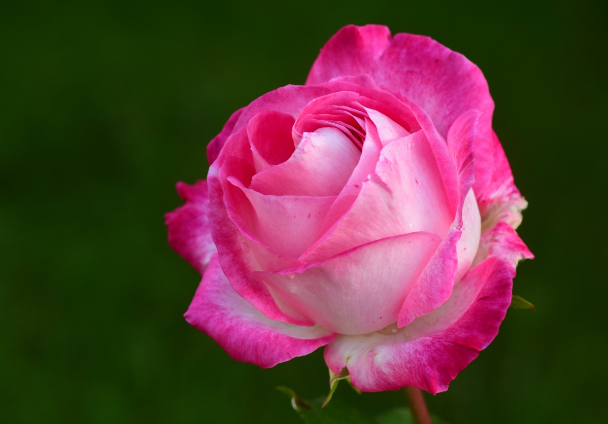 Pink Rose 5K Wallpaper