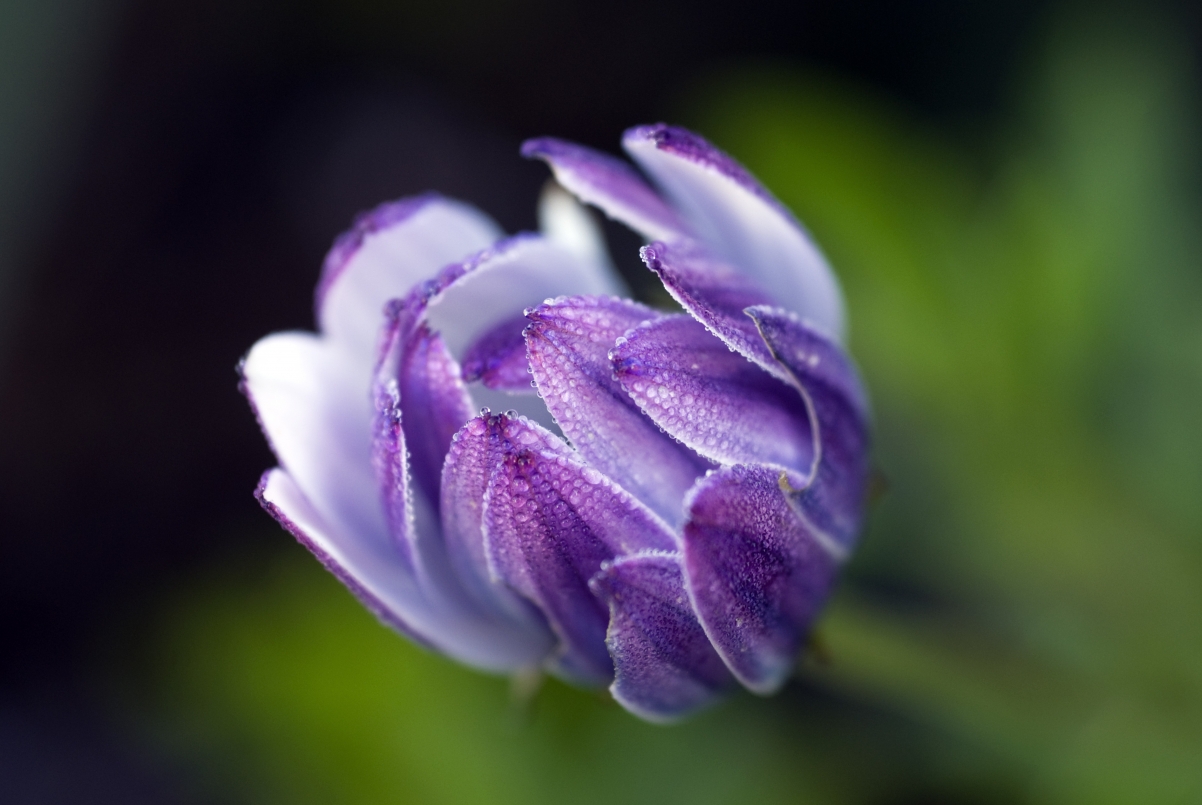 African Daisy Flower 5K Picture