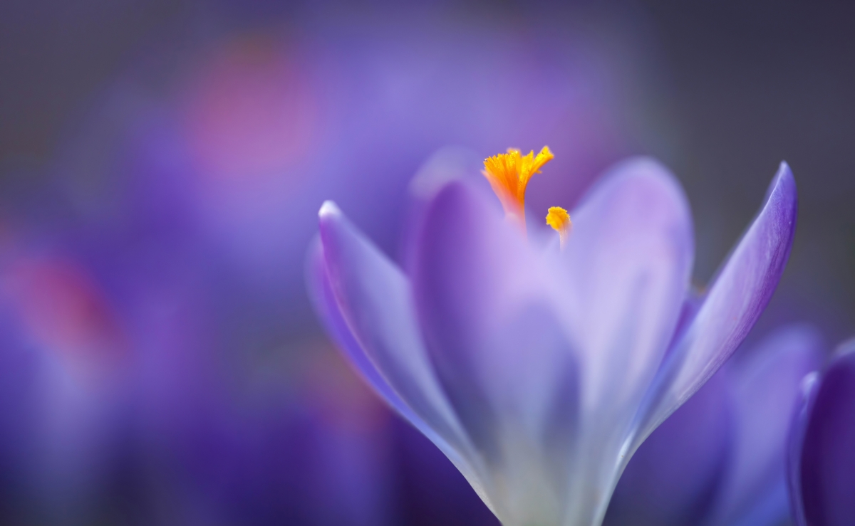 Crocus HD 4k Desktop Wallpaper