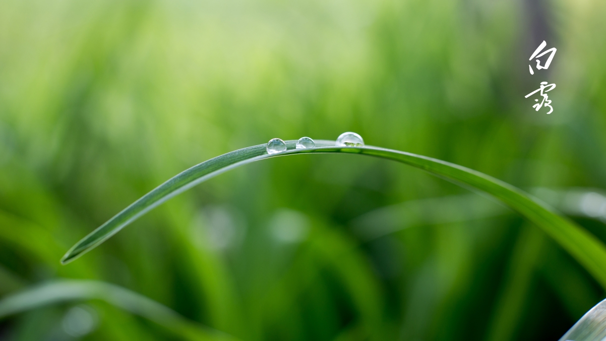 24 solar terms white dew green eye protection