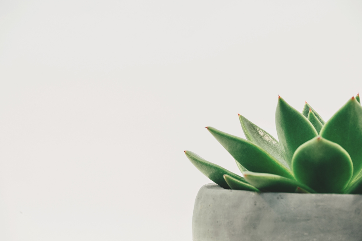 Succulents Succulent Potted White